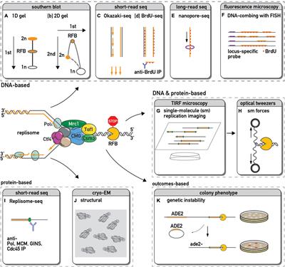 Approaching Protein Barriers: Emerging Mechanisms of Replication Pausing in Eukaryotes